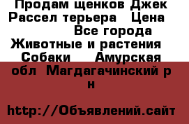 Продам щенков Джек Рассел терьера › Цена ­ 25 000 - Все города Животные и растения » Собаки   . Амурская обл.,Магдагачинский р-н